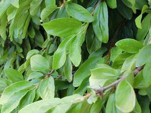 小傾角船用齒輪箱系統(tǒng)固有特性研究