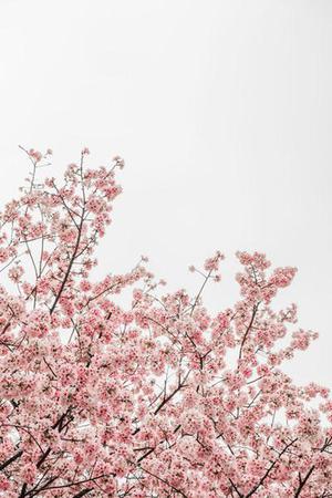 2017年4月12日《自律到底有多難，還是，人到底有多懶》