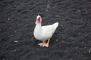 圓珠筆