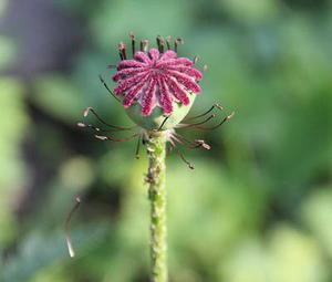 愛(ài)翔無(wú)悔