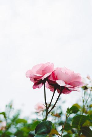 花蝴蝶