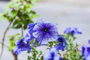 譚藍青