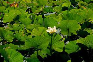 鳳岡縣茶葉出口達(dá)萬元
