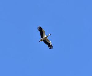 鳳岡縣茶葉出口達萬元
