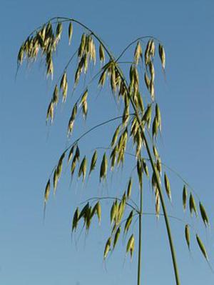 霸王虎