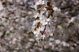 網(wǎng)絡(luò)信息管理中入侵檢測(cè)技術(shù)的研究