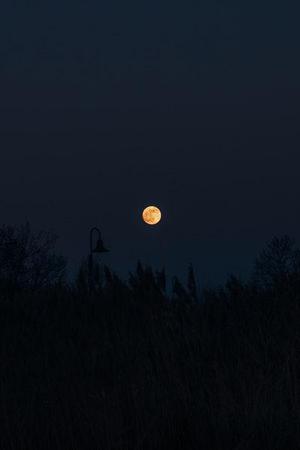 楊世藝