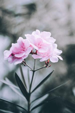小玲瓏