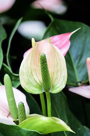 剛好看見(jiàn)