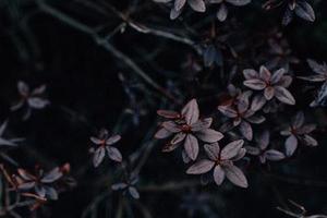 可樂(lè)熊