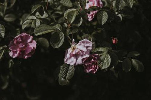 星星娛樂(lè)軟件點(diǎn)評(píng)