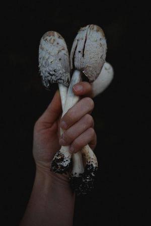 楊紫清
