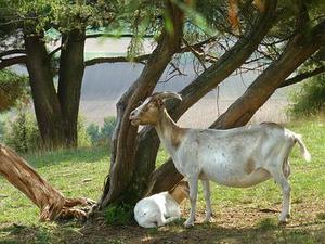 寸草馨