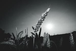 小小小乖