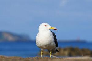 鳳海的觀