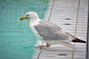 趙靈歆