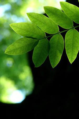 鳳岡縣茶葉出口達(dá)萬元