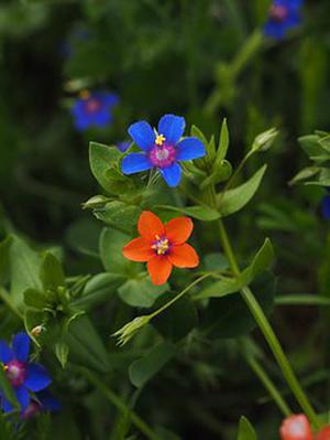 蔡苑芝