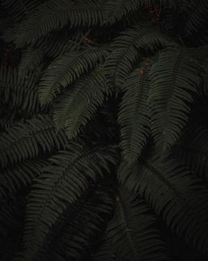 紫色布丁