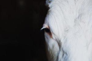 洛克王子