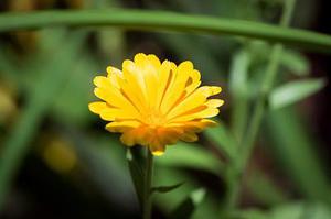 碧水蓮芯