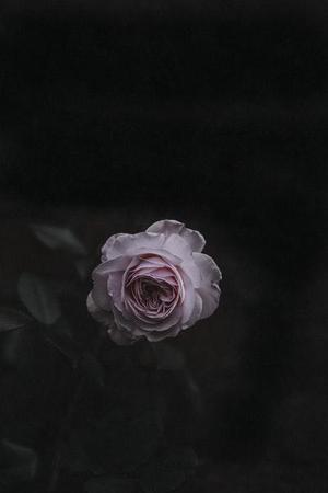 第377章告狀