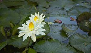 丁莉萍