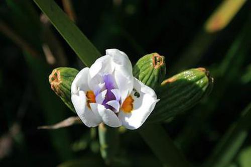 歡樂炸金花游戲官網(wǎng)安全