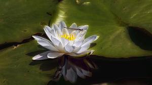 夏沫穎