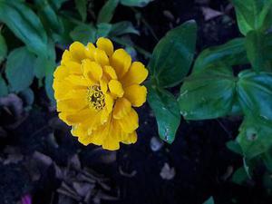 第1143章因?yàn)樗橇诛L(fēng)
