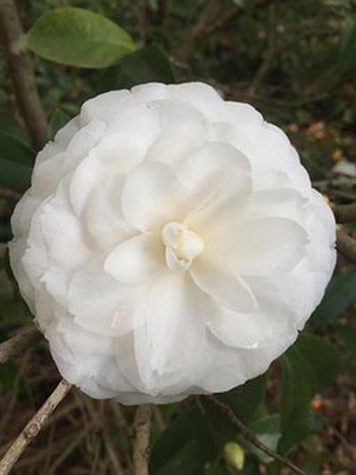炸翻天炸金花APP信譽(yù)