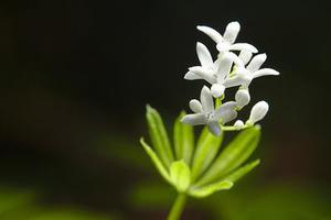 愛我中華