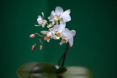 580棋牌指導(dǎo)說(shuō)明