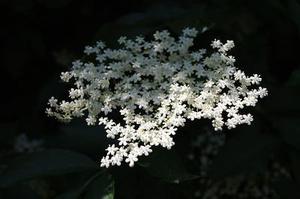 李玟帥