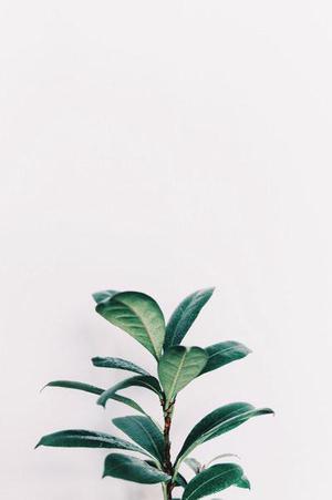 秋天的風(fēng)