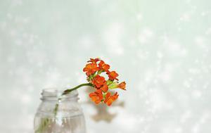 互惠胡