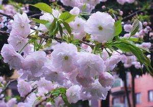 花樓聽雨