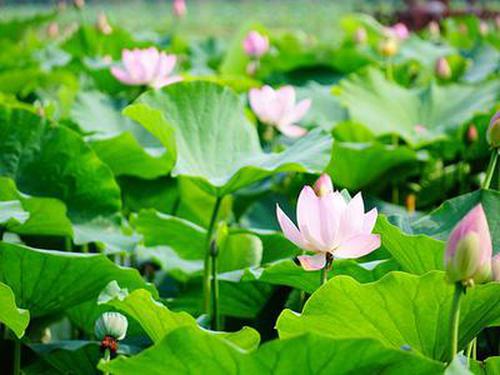 天禧彩票網(wǎng)安卓版安全