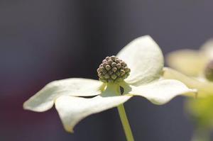 尾花戒指
