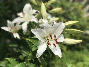 章小貝