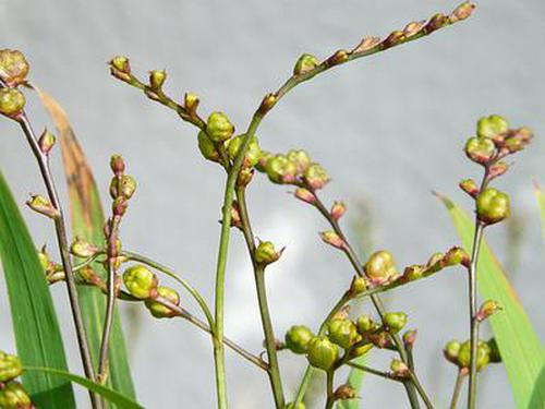麻將大滿貫對(duì)花游戲點(diǎn)評(píng)怎么樣