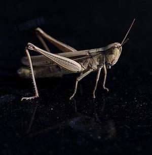 林漫依