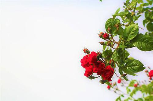966彩票活動應(yīng)用