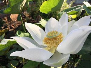 陳帝達