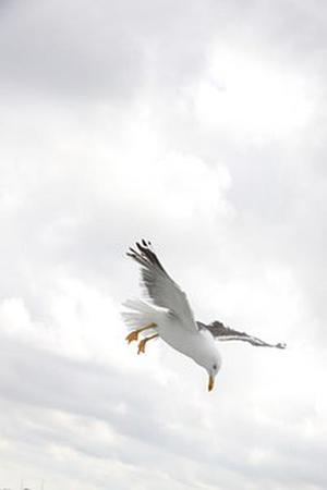 可愛(ài)狗狗