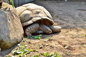 金獅狂吼
