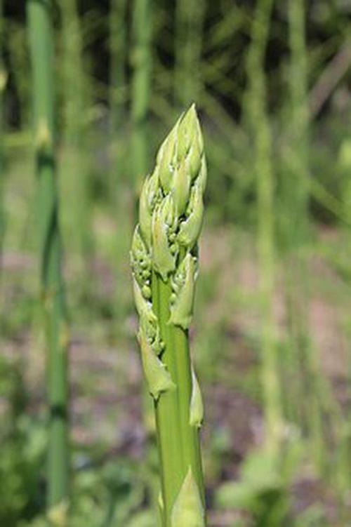 牛牛炸金花玩法引導(dǎo)