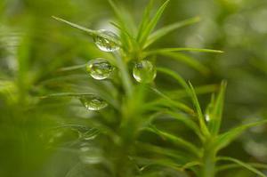 開心雨玲