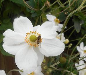 菩提樹