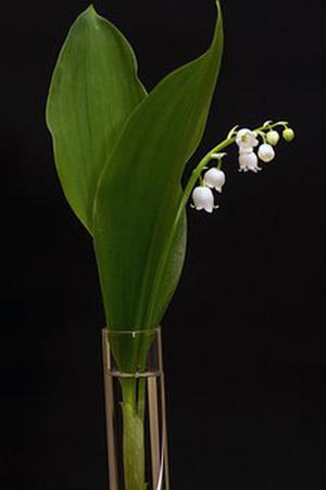 淺紫淡藍(lán)